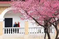 橘子洲景區梅花