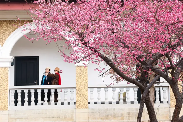 橘子洲景區梅花