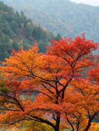 秋日北京限定玩法這份紅葉攻略快碼住！