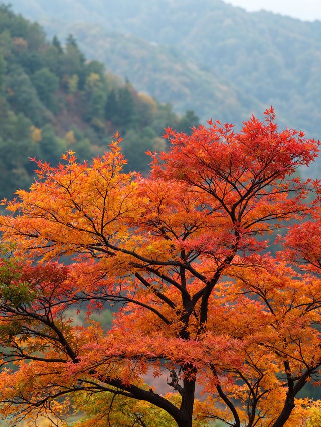 秋日北京限定玩法這份紅葉攻略快碼住！