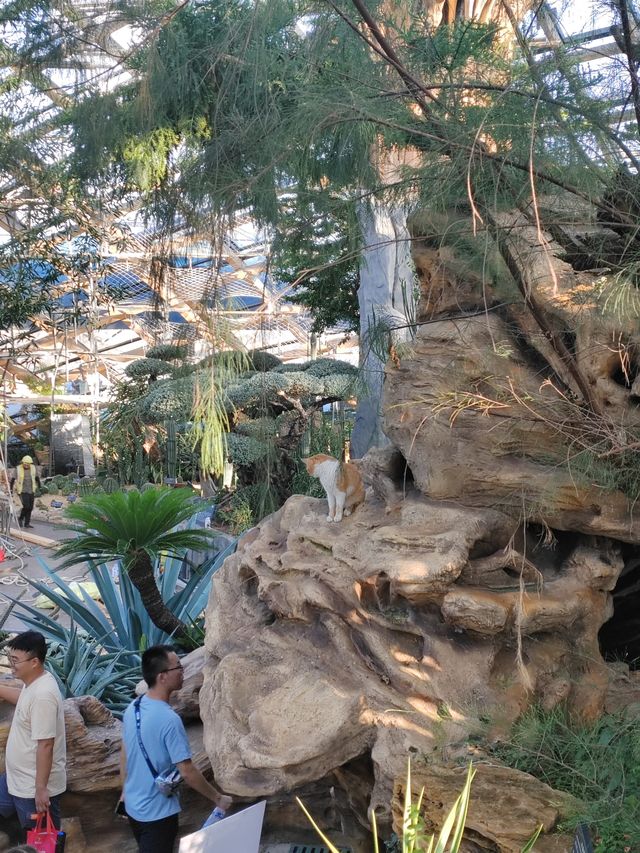太原植物園遛娃攻略網紅大扶梯+猴面包樹