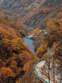 亞洲最長紅地毯，680平方公里紅葉盛景，一眼萬年