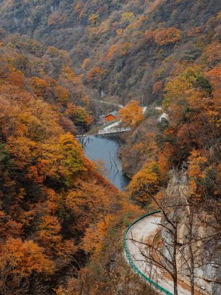 Asia's Longest Red Carpet, 680 Square Kilometers of Red Leaf Splendor, A Sight to Last a Lifetime