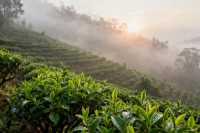 翁基晃悠記:古茶樹下的慢時光