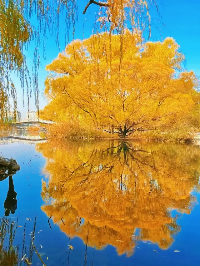 สีสันฤดูใบไม้ร่วงสุดโรแมนติกในเมืองหลวง