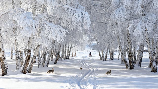秋日白樺林漫步指南