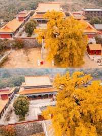 鄭州周邊秋日私藏線!賞千年銀杏,看紅葉漫山