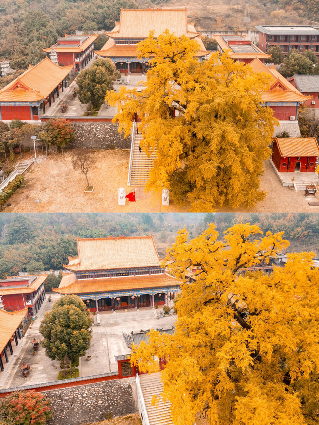 鄭州周邊秋日私藏線!賞千年銀杏,看紅葉漫山 鄭州周邊秋日私藏線!賞千年銀杏,看紅葉漫山