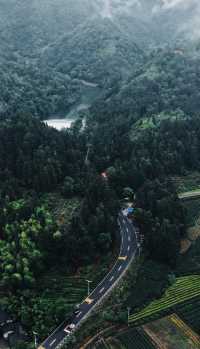 大紅袍品茶體驗