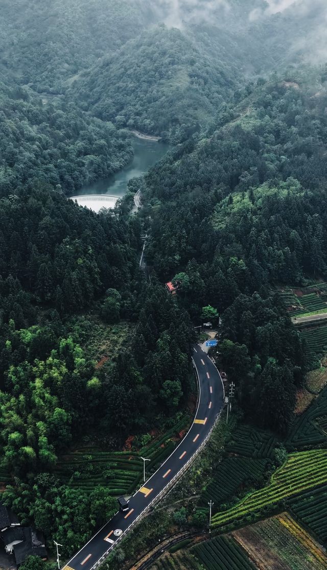 大紅袍品茶體驗