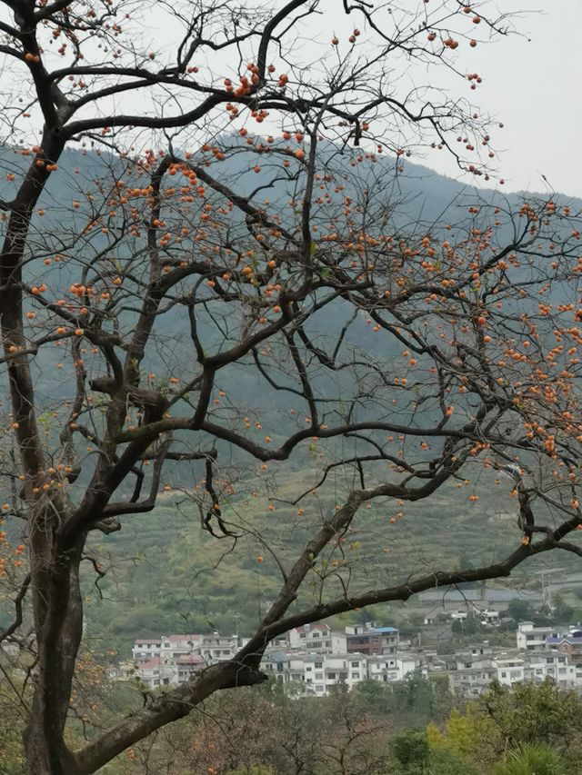 令人驚艷的賞秋之地——中國甜柿第一村 令人驚艷的賞秋之地——中國甜柿第一村