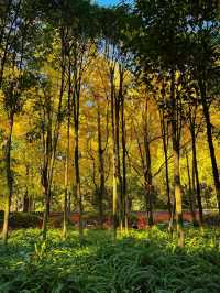 漫步詩歌裡成都浣花溪公園的神仙玩法