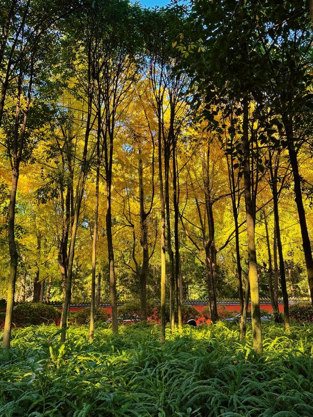 漫步詩歌裡成都浣花溪公園的神仙玩法
