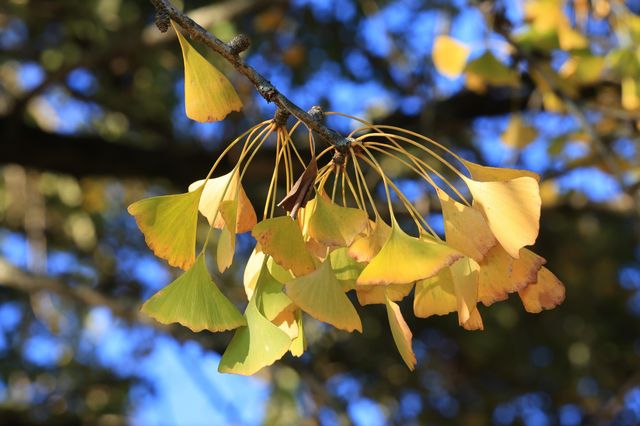 景德鎮浮梁縣-北安村的銀杏葉黃了