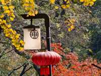 秋日必打卡！南京清涼山銀杏谷免費逛這樣玩更盡興！