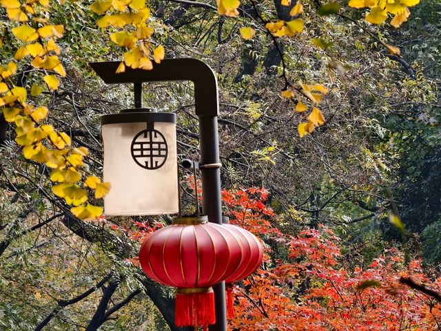 秋日必打卡！南京清涼山銀杏谷免費逛這樣玩更盡興！