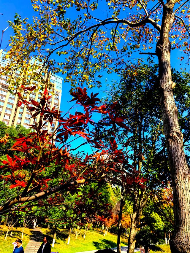 冬天裡的長沙，是這樣的……