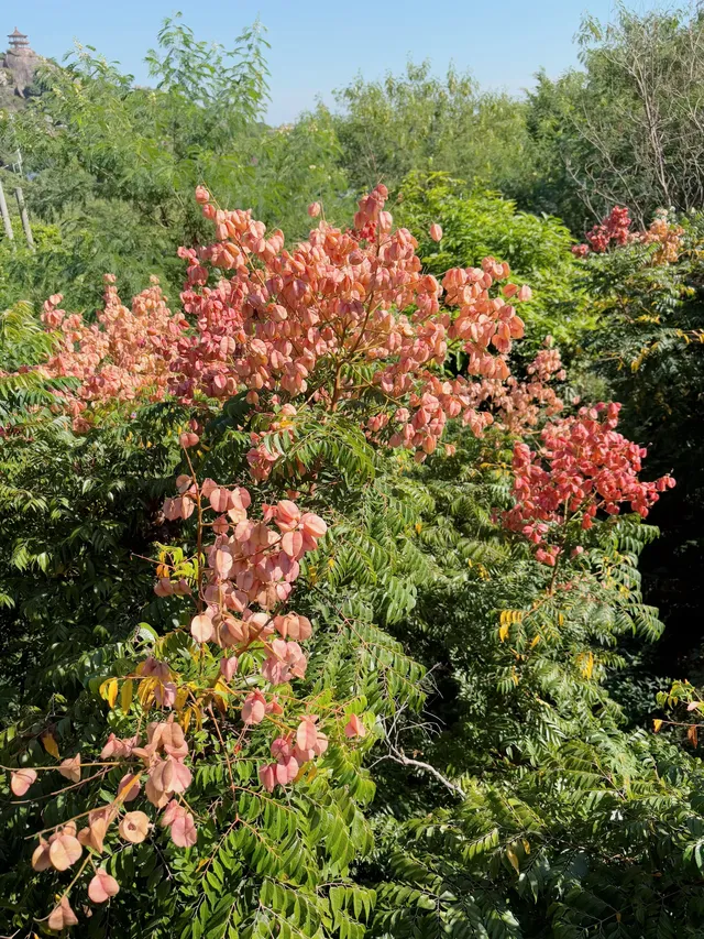 在廈門秋日最美山海步道全程下坡