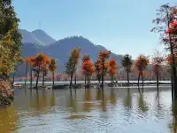 11.15皖南川藏線之落羽紅杉林