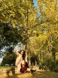 11.20實拍，武漢市中心看銀杏就這裡人最少