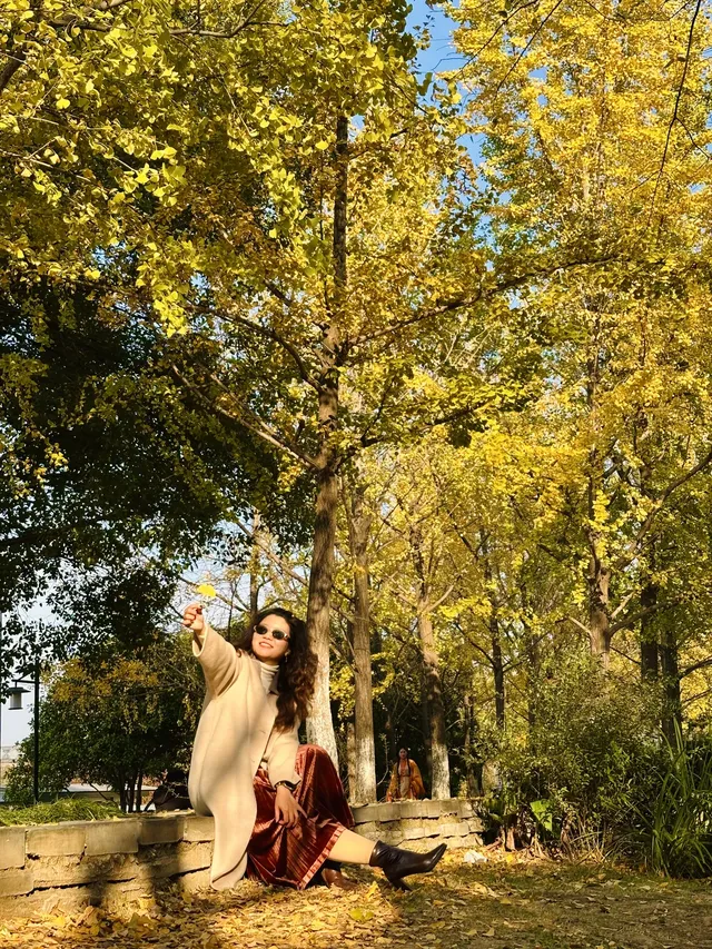 11.20實拍，武漢市中心看銀杏就這裡人最少