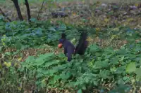 香山！這麼好看你要考研啊？！