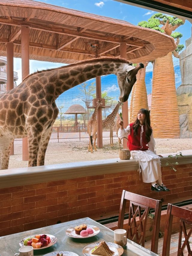 去泉州旅遊，花得最值得嘅一筆錢 週末去了一趟泉州，令我非常驚喜！ 這裡藏著一座能和長頸鹿親密接觸的度