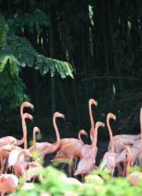 動物園隱藏玩法大賞