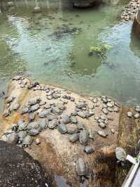 久久·馬來西亞|檳城極樂寺攻略漫步雲端