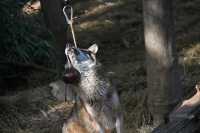 狼館史丹利體重飆升至40公斤