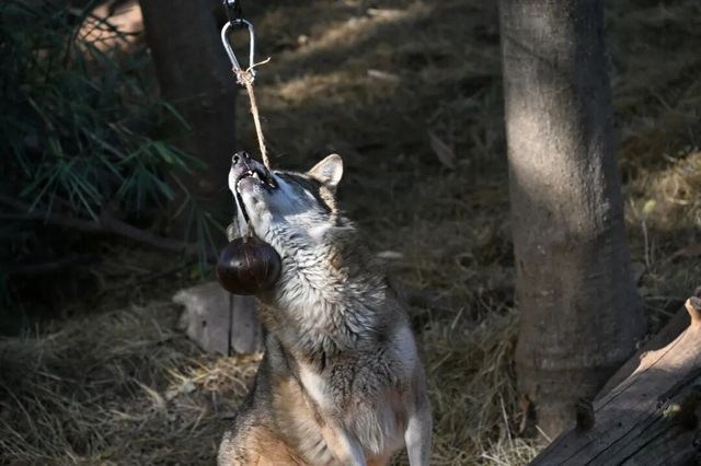 狼館史丹利體重飆升至40公斤 狼館史丹利體重飆升至40公斤