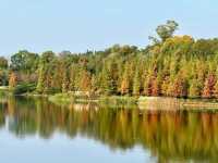 東湖山水杉林 德陽冬日美景被我挖到啦！