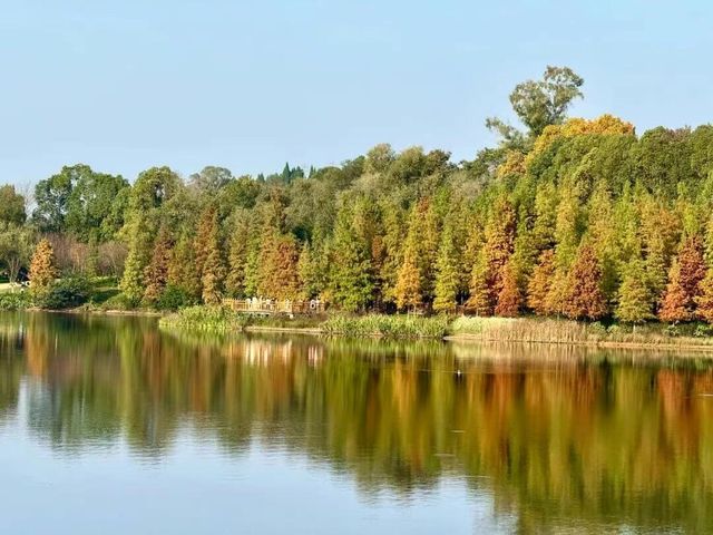 東湖山水杉林 德陽冬日美景被我挖到啦！