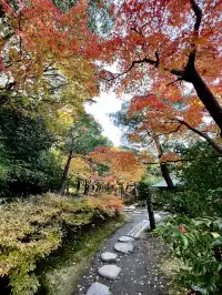 名古屋紅葉—白鳥庭園