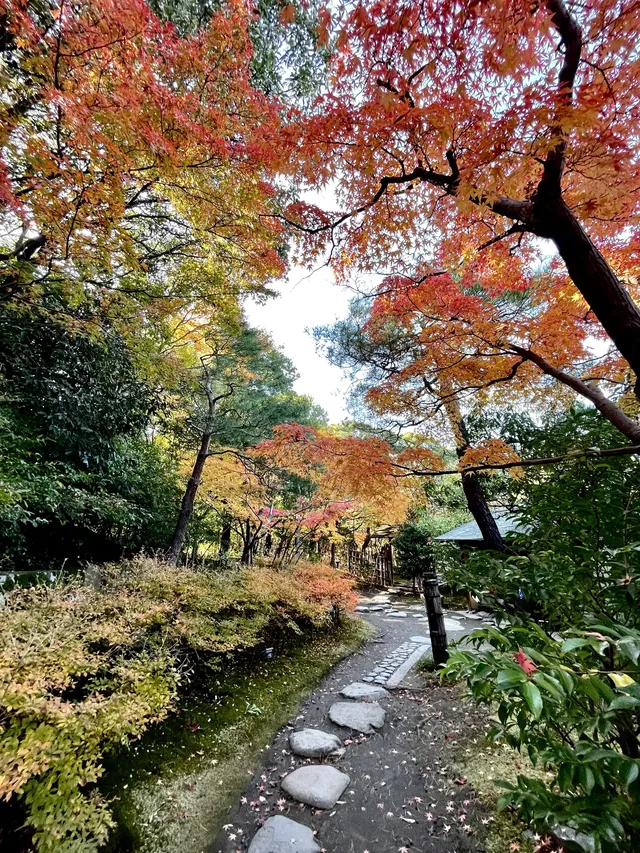 名古屋紅葉—白鳥庭園 名古屋紅葉—白鳥庭園
