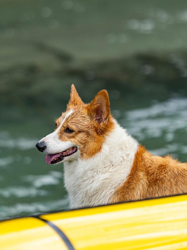 康定月亮湖遛狗人新玩法懶人露營更適合