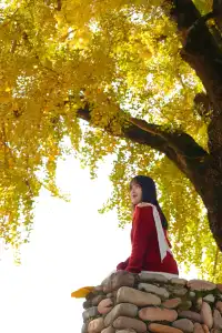 永嘉銀杏王超出片機位!!!