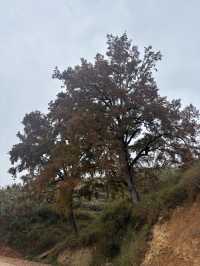 榕江《鳳柚基地》