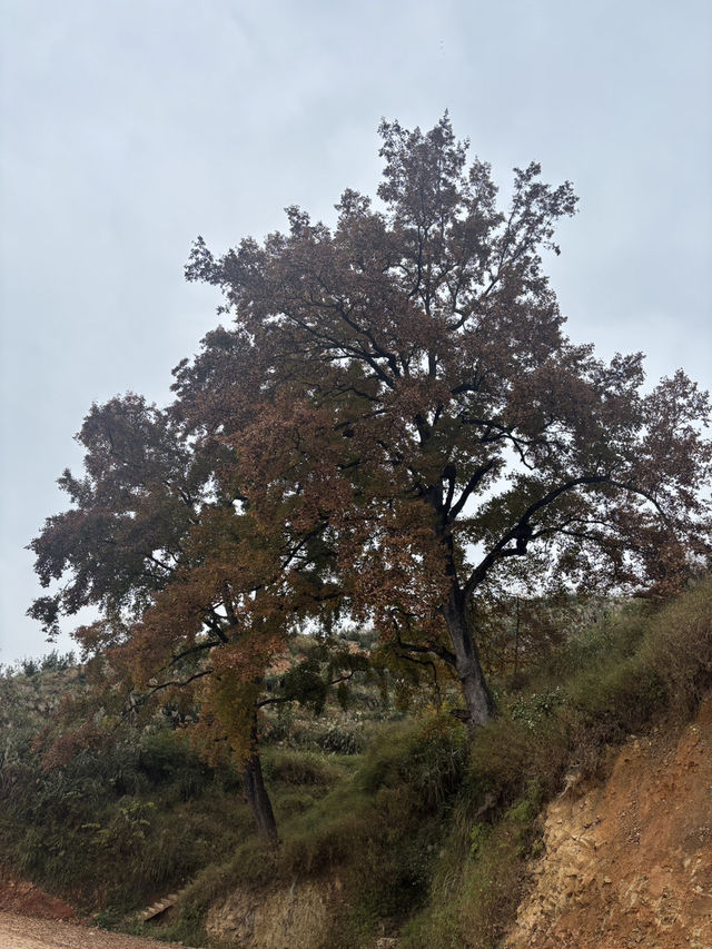 榕江《鳳柚基地》 榕江《鳳柚基地》