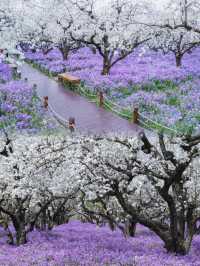 美炸了江蘇隱藏版頂流花海被我找到了