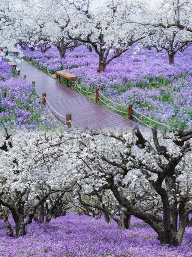 美炸了江蘇隱藏版頂流花海被我找到了
