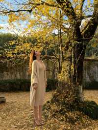 闖入福建深山!在銀杏高老莊做一日神仙