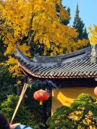 魔都初冬限定龍華寺銀杏太絕了!