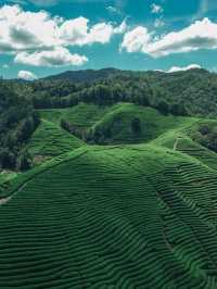 逃離喧囂赴一場茶山之約,把日子泡在茶香裡