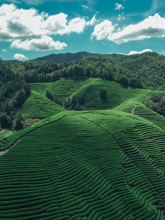 逃離喧囂赴一場茶山之約,把日子泡在茶香裡 逃離喧囂赴一場茶山之約,把日子泡在茶香裡
