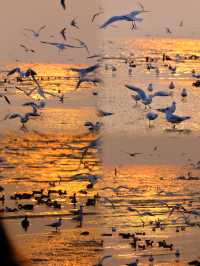 深圳冬日封神！海鷗與日落的浪漫暴擊