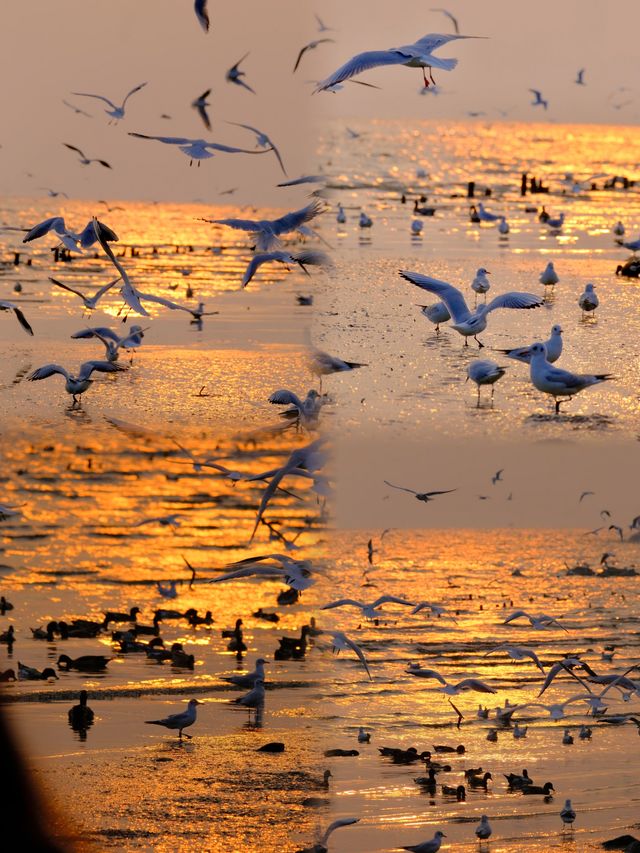 深圳冬日封神！海鷗與日落的浪漫暴擊