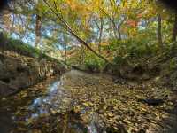 中山植物園就是靜奢風的天花板，閉眼入不虧！