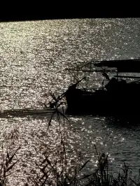 泉州北濱江公園的花樹火了~