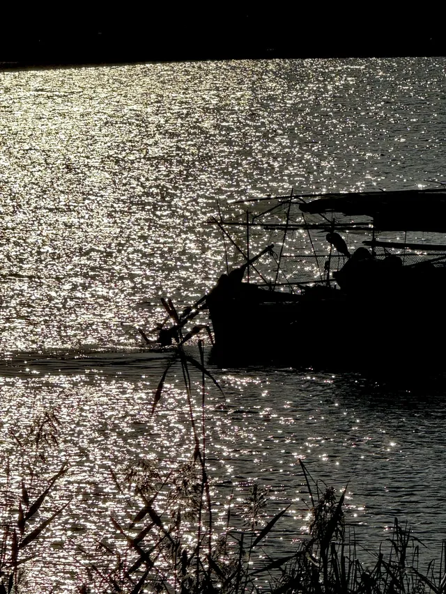 泉州北濱江公園的花樹火了~ 泉州北濱江公園的花樹火了~